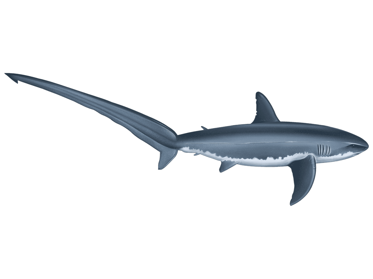 Thresher Shark